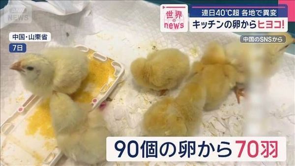 ひな
