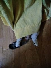 まみや