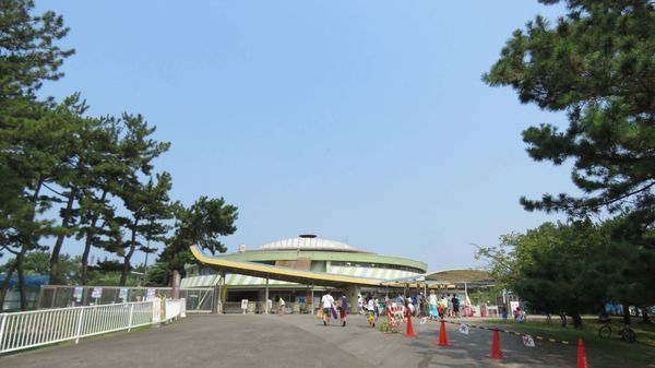 ひな