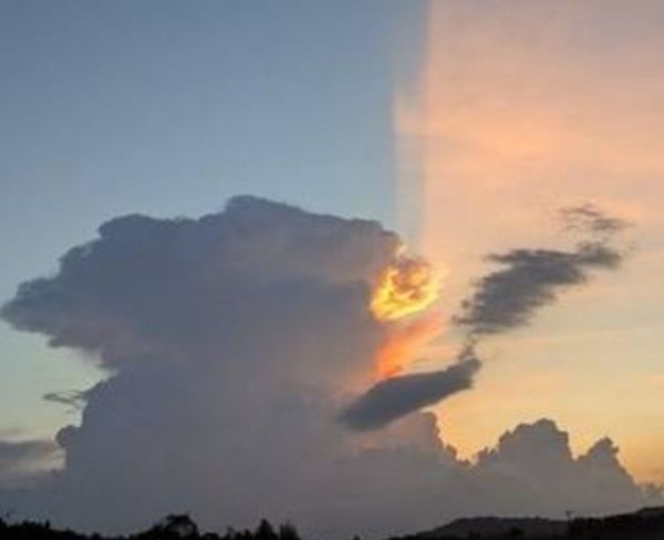ひな