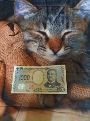 まみや