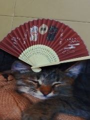 まみや