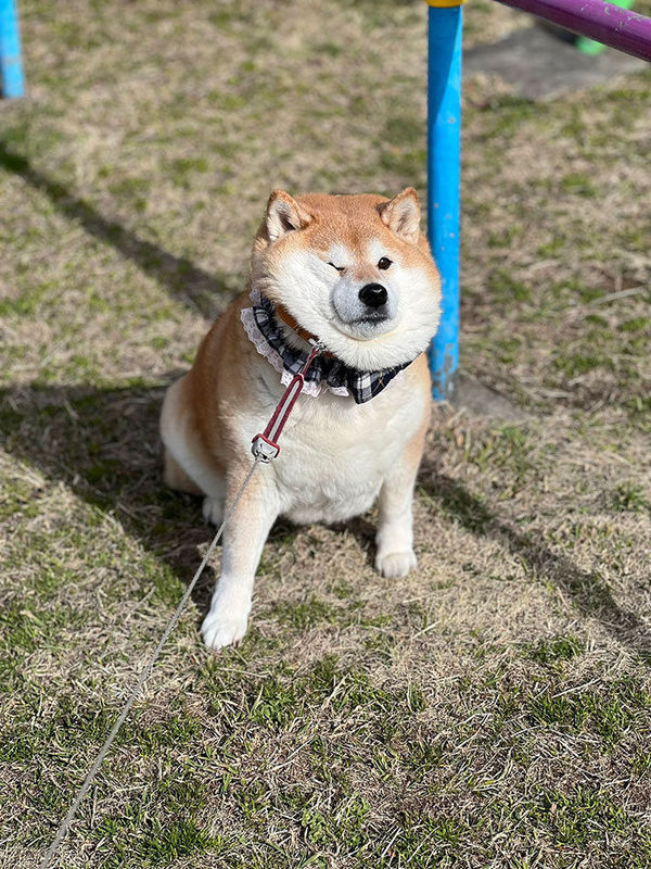 しょうこ